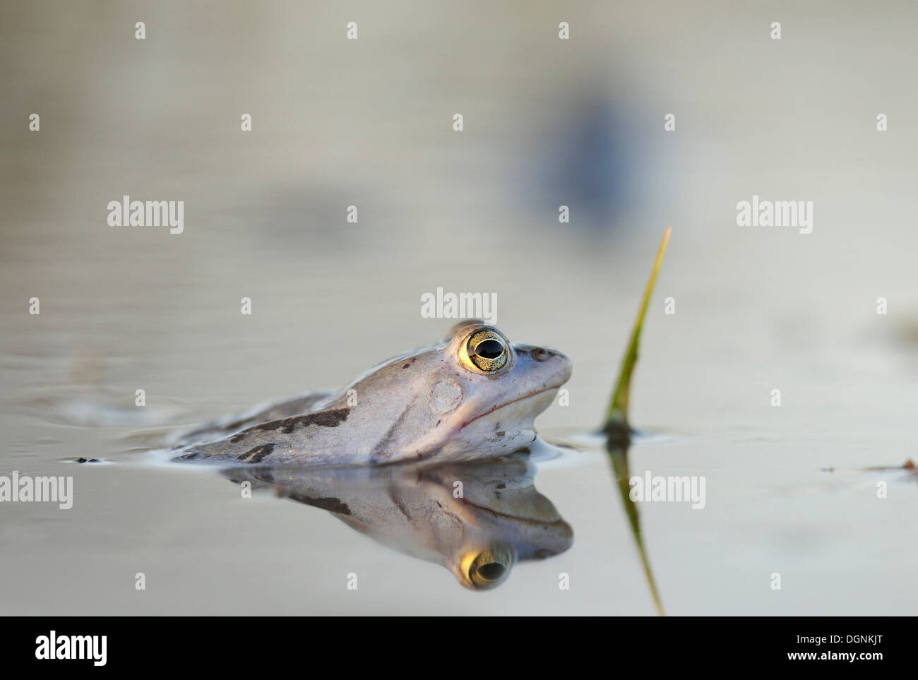 Moor Frog (Rana arvalis), Riserva della Biosfera dell'Elba centrale, Dessau Foto Stock