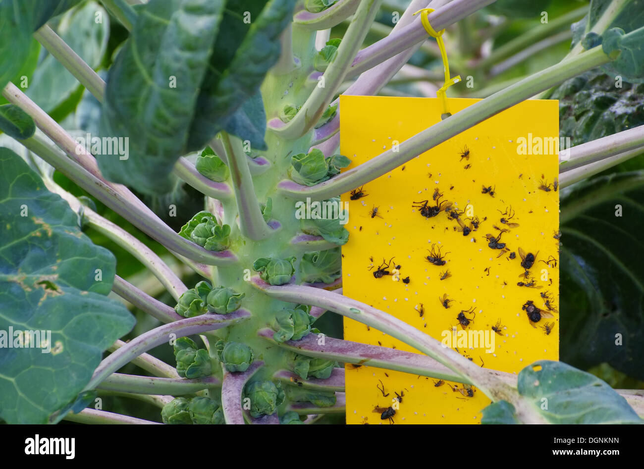 Gelbtafel - giallo stick insetto 05 Foto Stock