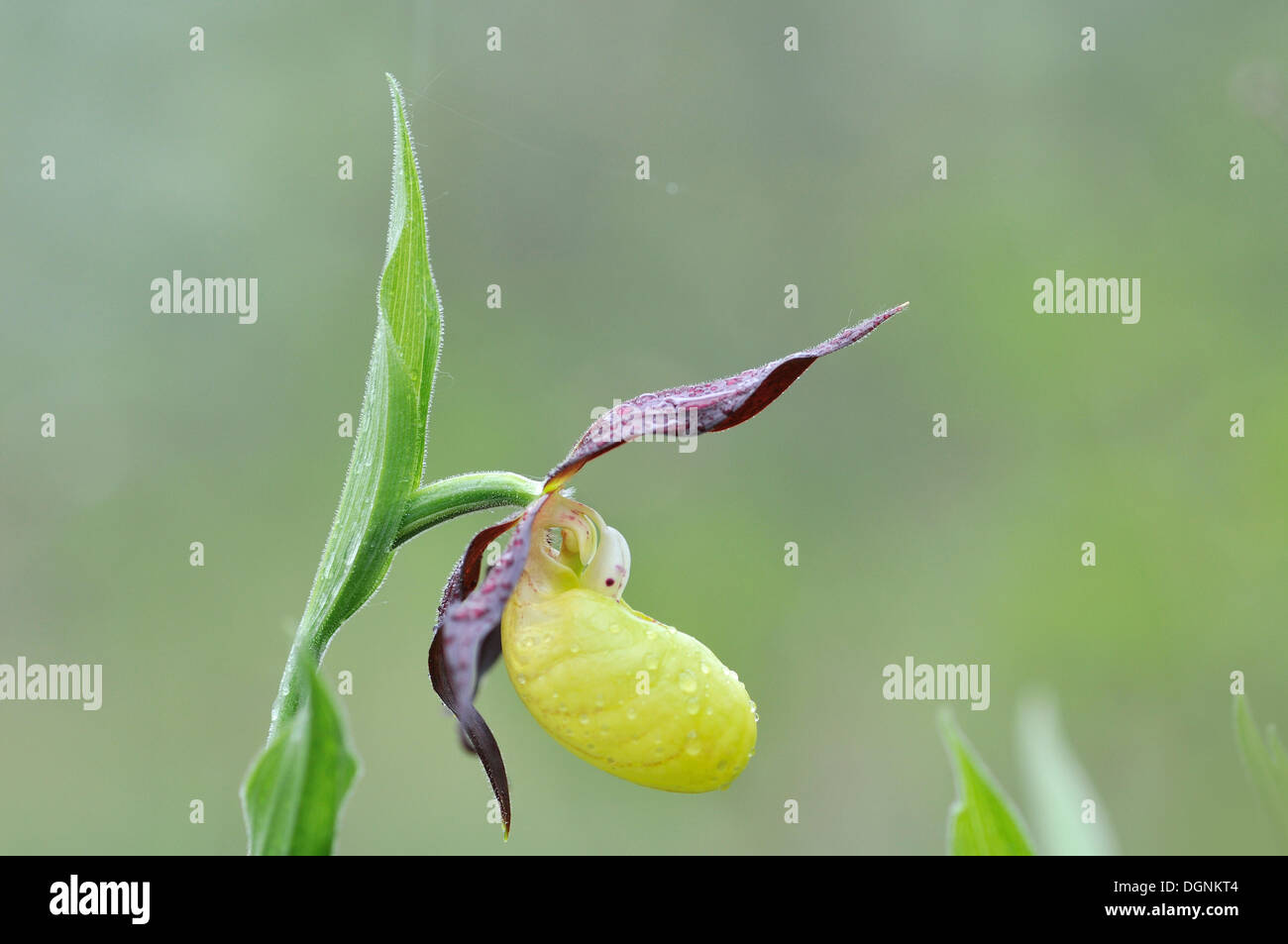 Giallo Lady Slipper Orchid (Cypripedium calceolus), vicino a Jena, Turingia Foto Stock