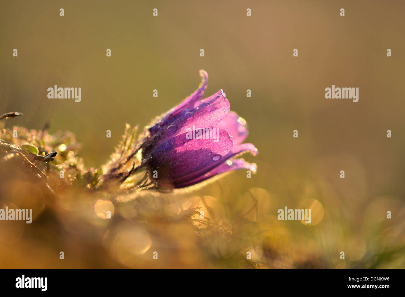 "Pasque comune fiore o Dane il sangue (Pulsatilla vulgaris), vicino a Merseburg, Sassonia-Anhalt Foto Stock