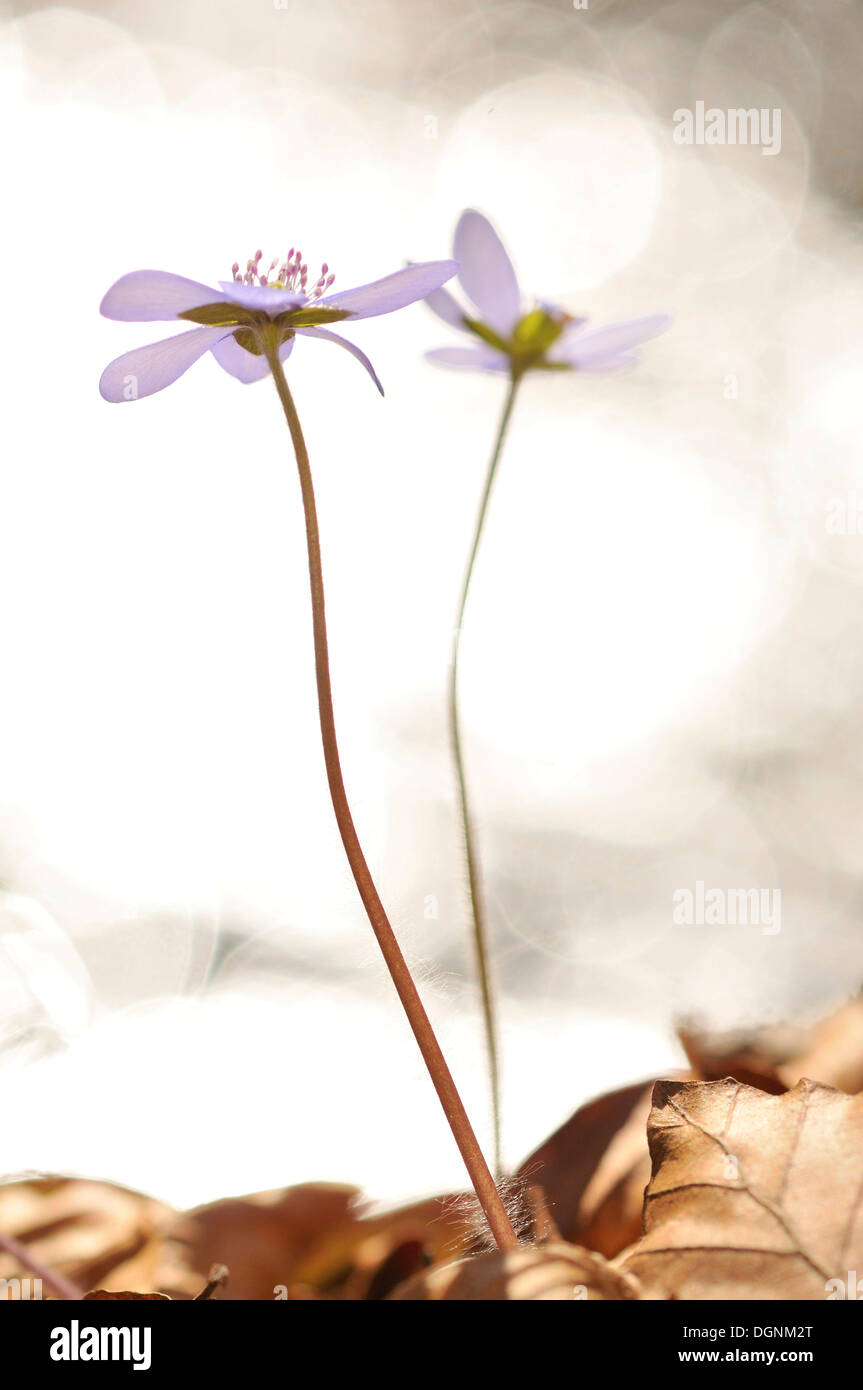 Comune o Hepatica Liverwort, (Hepatica nobilis), Bodetal valley, Harz, Sassonia-Anhalt Foto Stock