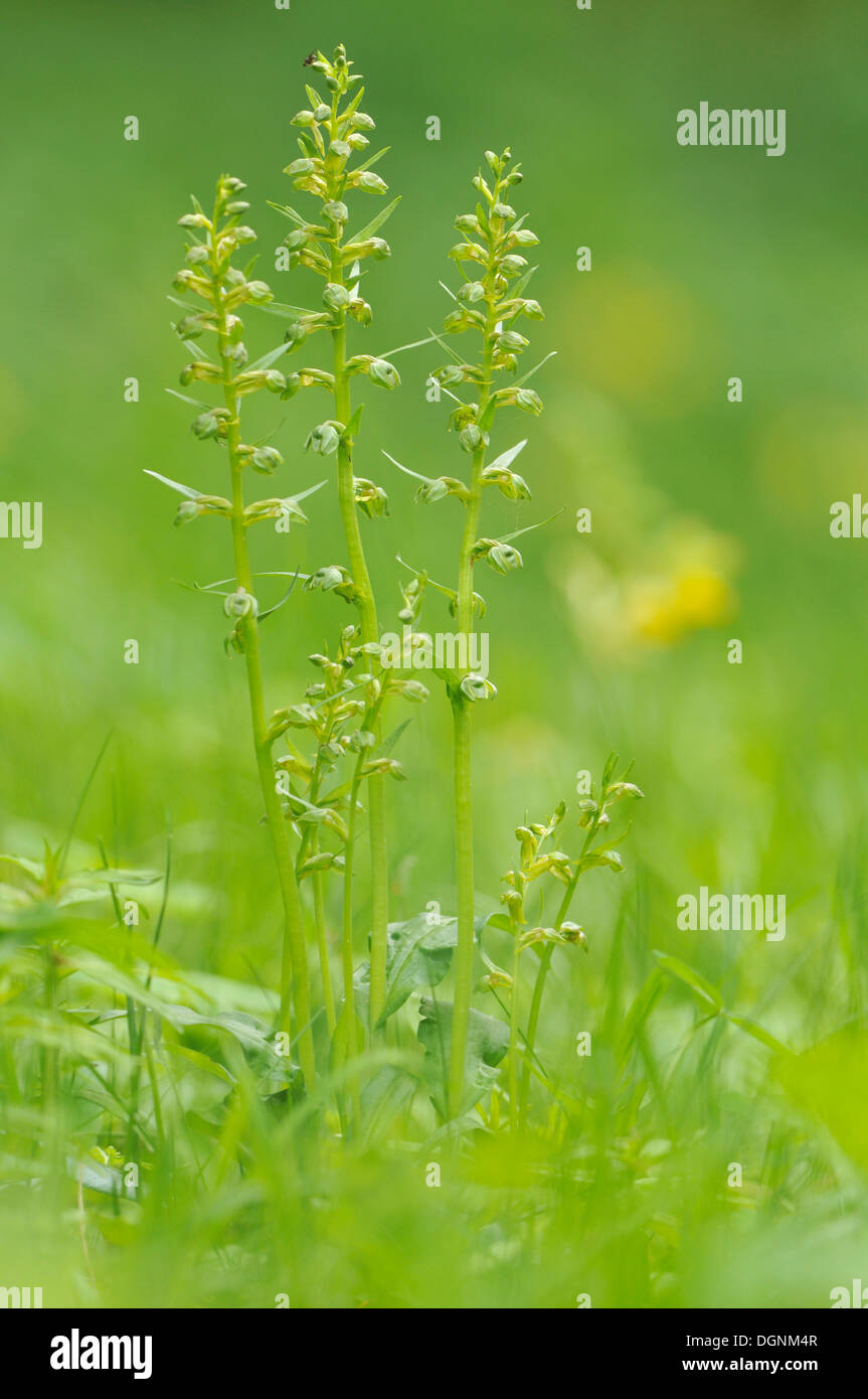 Frog Orchid o Long-Bracted verde (orchidee Coeloglossum viride), vicino a Stadtilm, Turingia Foto Stock