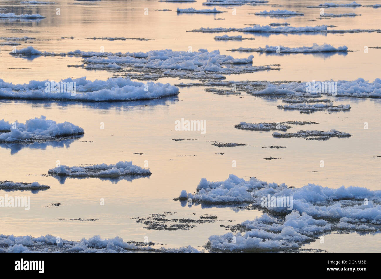 Ice floes sul fiume Elba, vicino Dessau-Rosslau, Sassonia-Anhalt Foto Stock