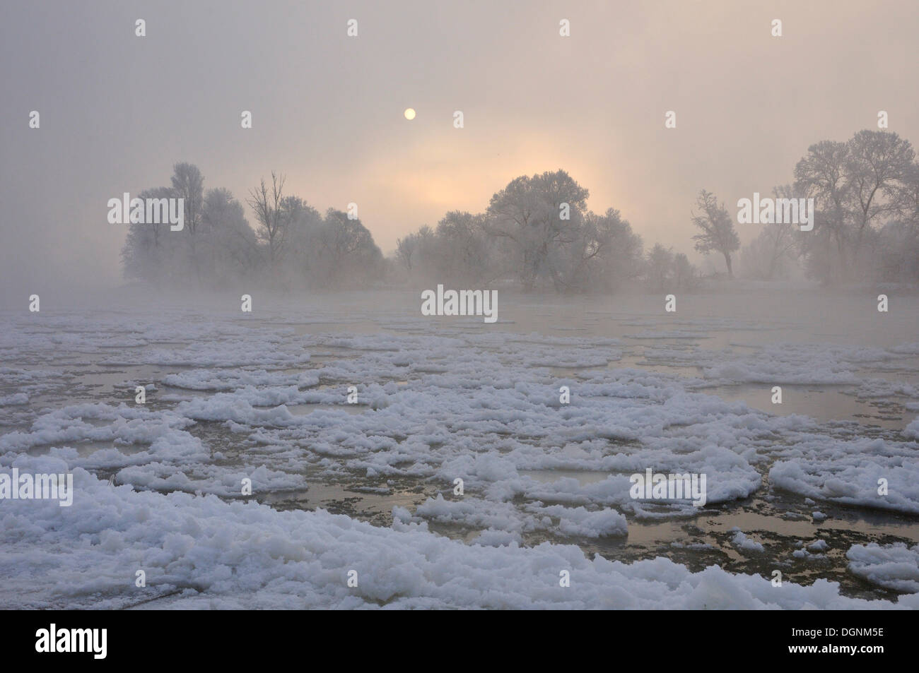 Neve e ghiaccio sul fiume Elba a sunrise, vicino Dessau-Rosslau, Sassonia-Anhalt Foto Stock