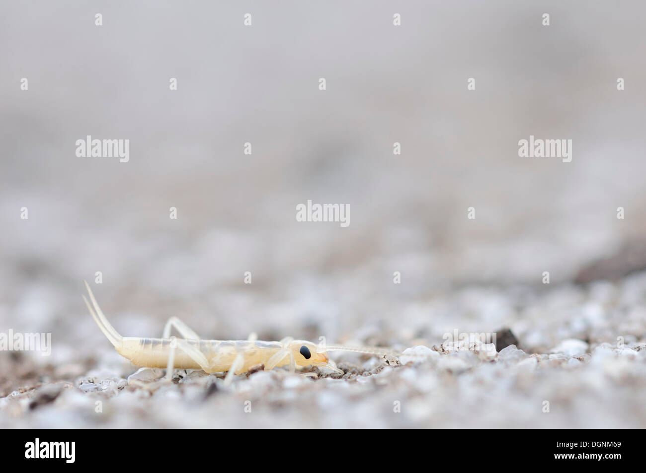 Bruno Earwig o gigante Earwig (Labidura riparia), in una ex miniera a cielo aperto nei pressi di Finsterwalde, Brandenburg Foto Stock