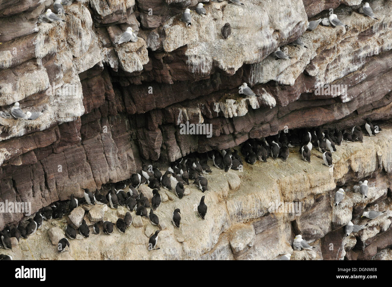 Le scogliere degli uccelli, ripida scogliera ricoperta di uccelli nidificanti, Guillemots (Uria sp.) e Razorbills (Alca torda), Handa Island, Scozia Foto Stock