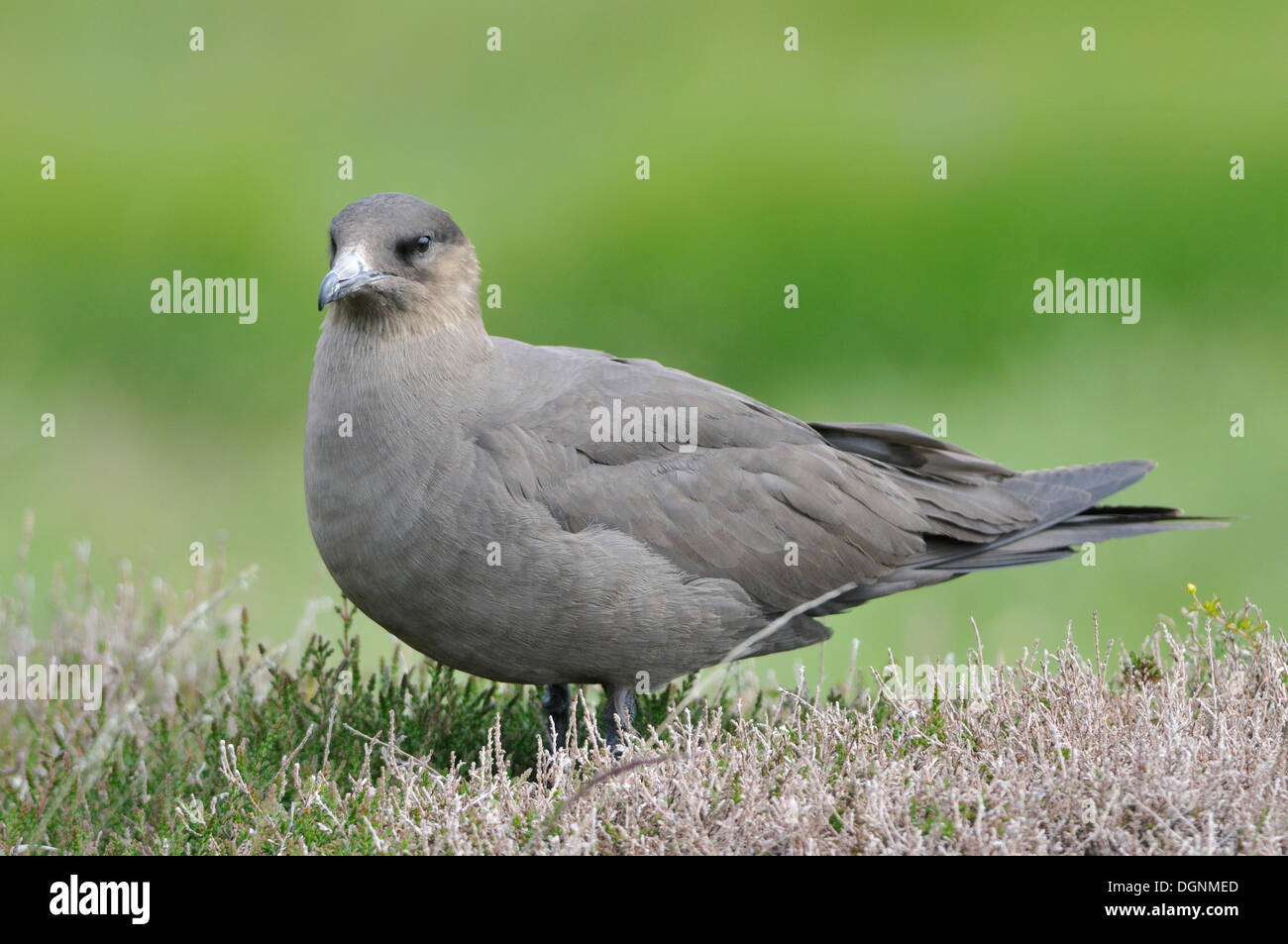 Parassiti o Jaeger Arctic Skua (Stercorarius parasiticus), Handa Island, Scotland, Regno Unito Foto Stock