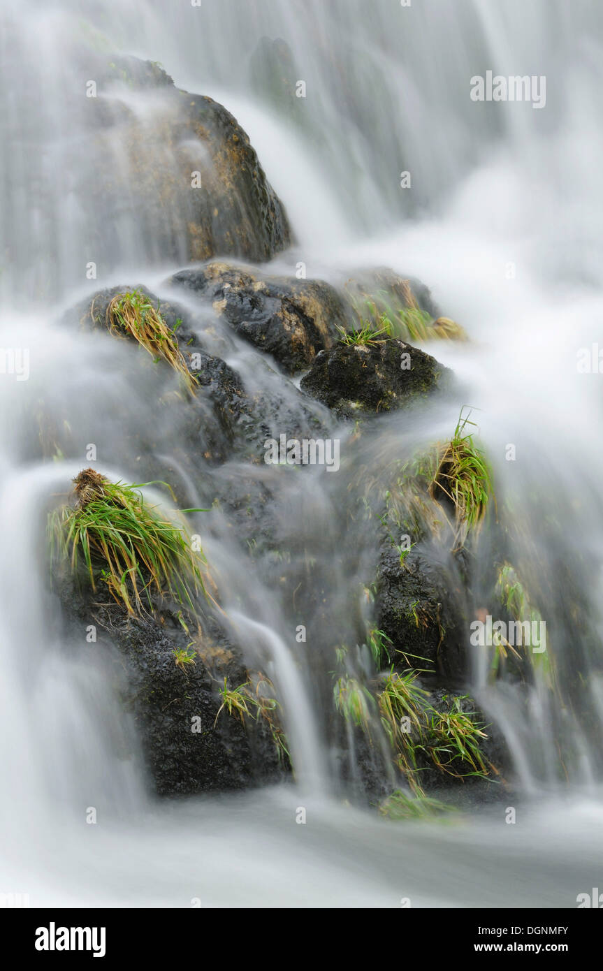 Erba che cresce su rocce di una cascata sul fiume Llugwy o Afon Llugwy, Betws-y-Coed, Wales, Regno Unito Foto Stock
