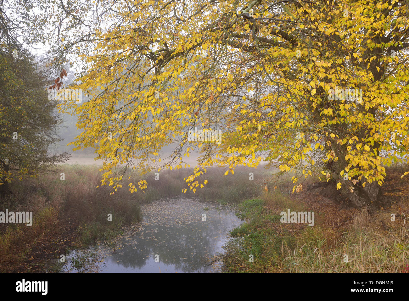 Paesaggio delle paludi nelle prime ore del mattino, Pelze GFN, Dessau-Wörlitz, Sassonia-Anhalt, Germania Foto Stock