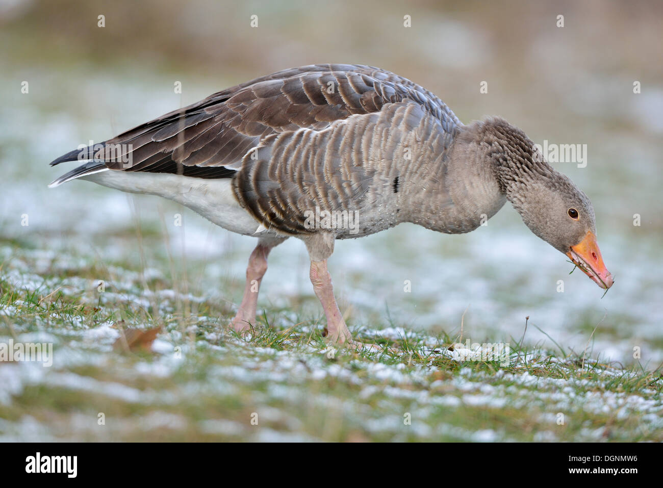 Graylag Goose (Anser anser) alla ricerca di cibo in inverno, Lipsia, Sassonia, Germania Foto Stock