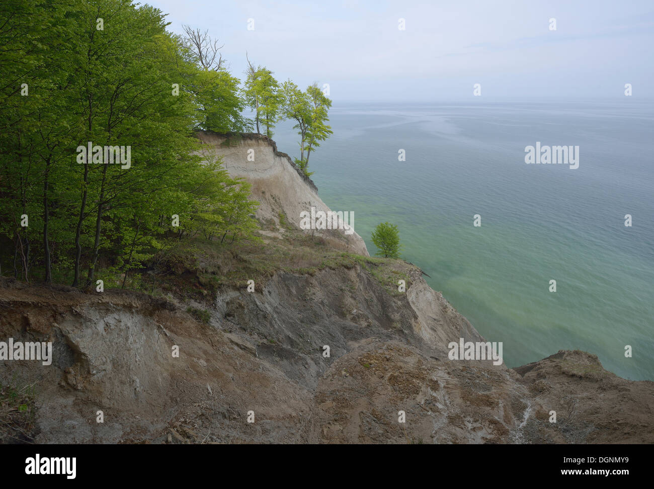 Alberi che crescono sulla ripida costa con chalk cliffs, Jasmund National Park, Dranske, Rügen, Meclemburgo-Pomerania Occidentale Foto Stock