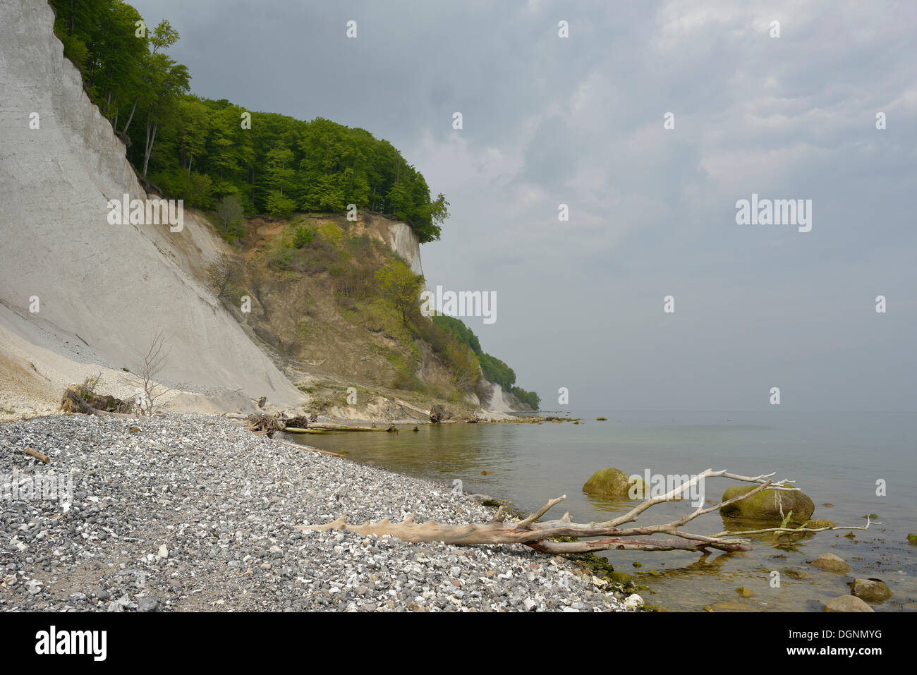 Alberi che crescono sulla ripida costa con chalk cliffs, Jasmund National Park, Dranske, Rügen, Meclemburgo-Pomerania Occidentale Foto Stock