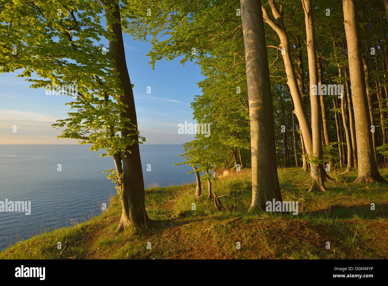 Foresta di faggio sul bordo della costa ripida nella prima luce del mattino, Dranske, Meclemburgo-Pomerania Occidentale, Germania Foto Stock