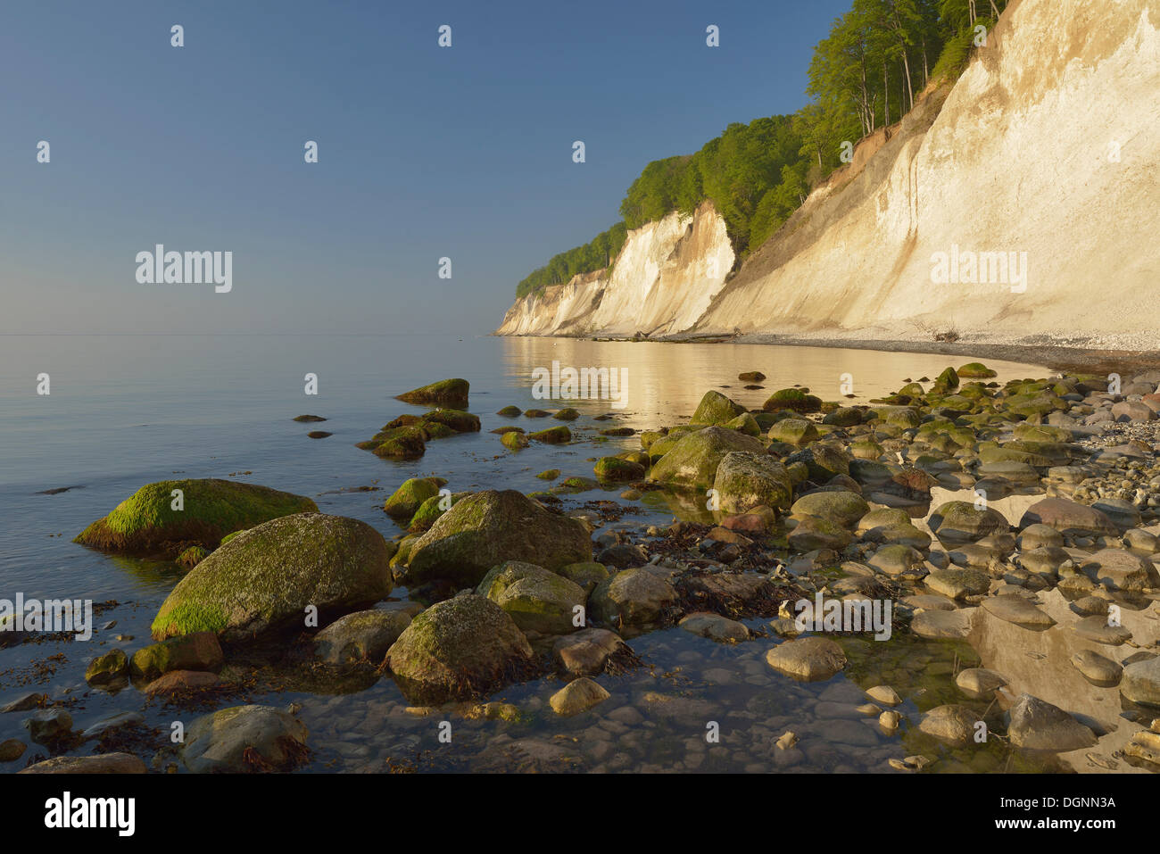Pietre sulla spiaggia, alberi che crescono sulla ripida costa con chalk cliffs, Jasmund National Park, Dranske, Rügen Foto Stock