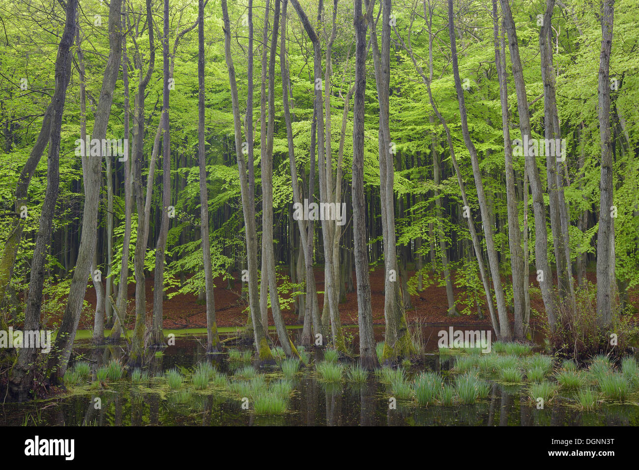 Gli alberi in una palude, la palude, Binz, Meclemburgo-Pomerania, Germania Foto Stock
