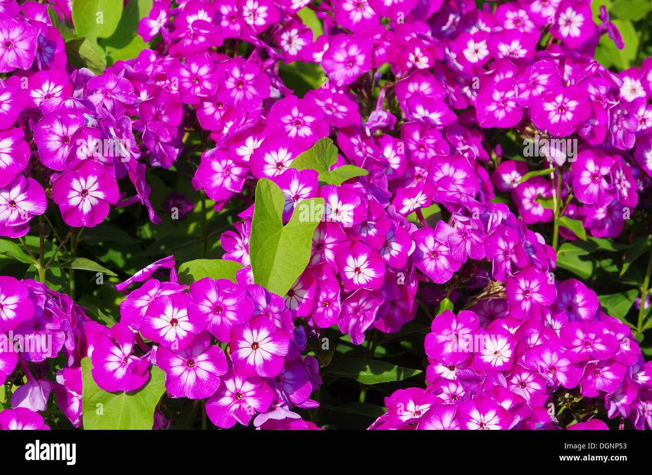 Phlox 05 Foto Stock