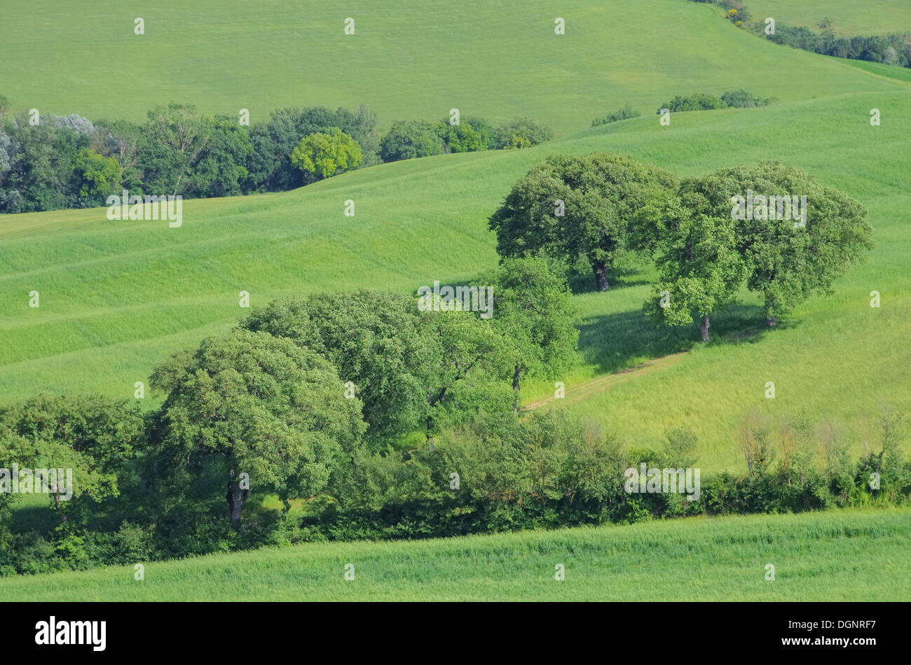 Toskana Huegel - Toscana colline 62 Foto Stock