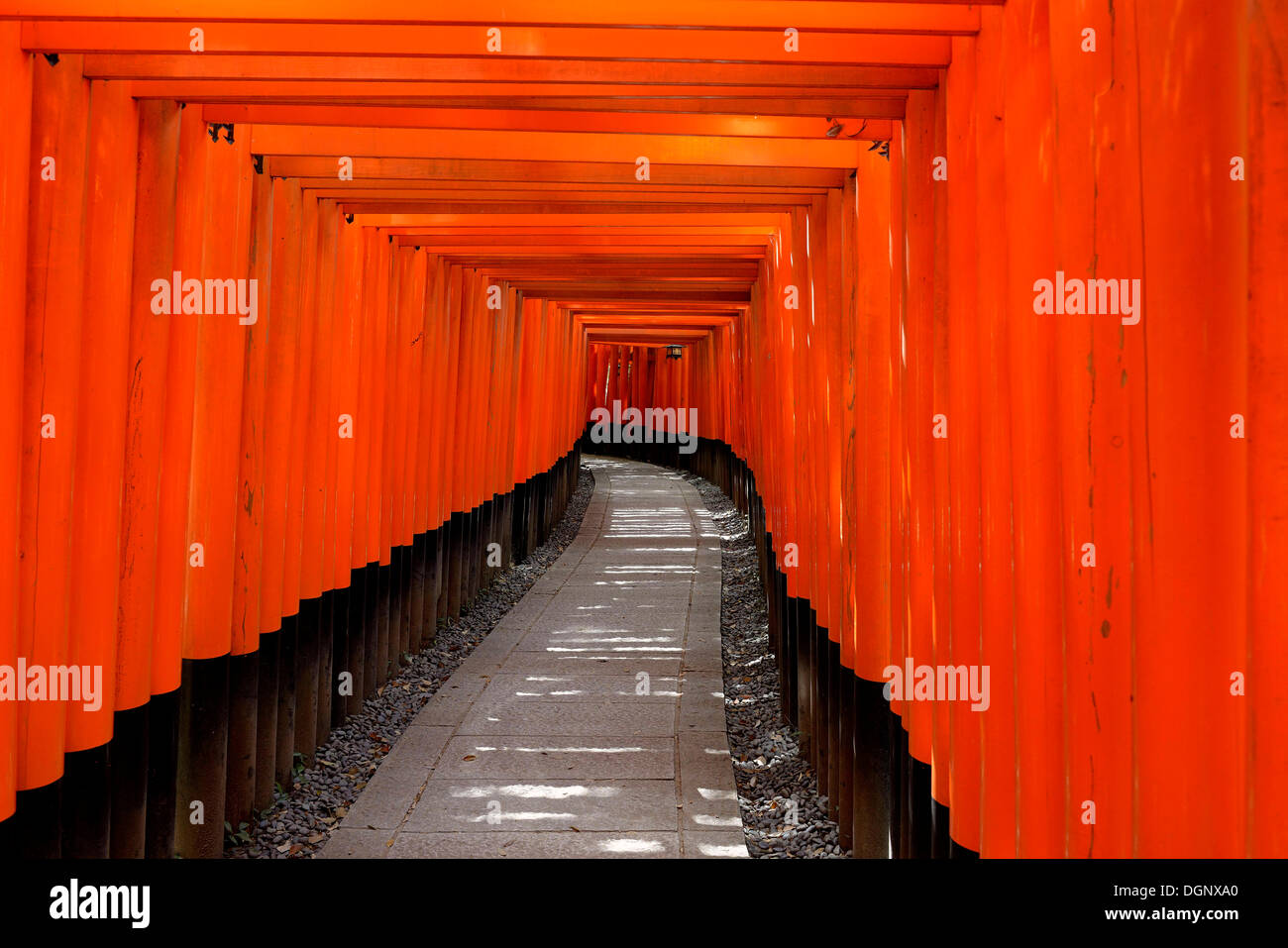 La passerella fatta di Torii, Fushimi Inari Taisha Sacrario scintoista, Fushimi, Kyoto Kinki regione, Giappone Foto Stock