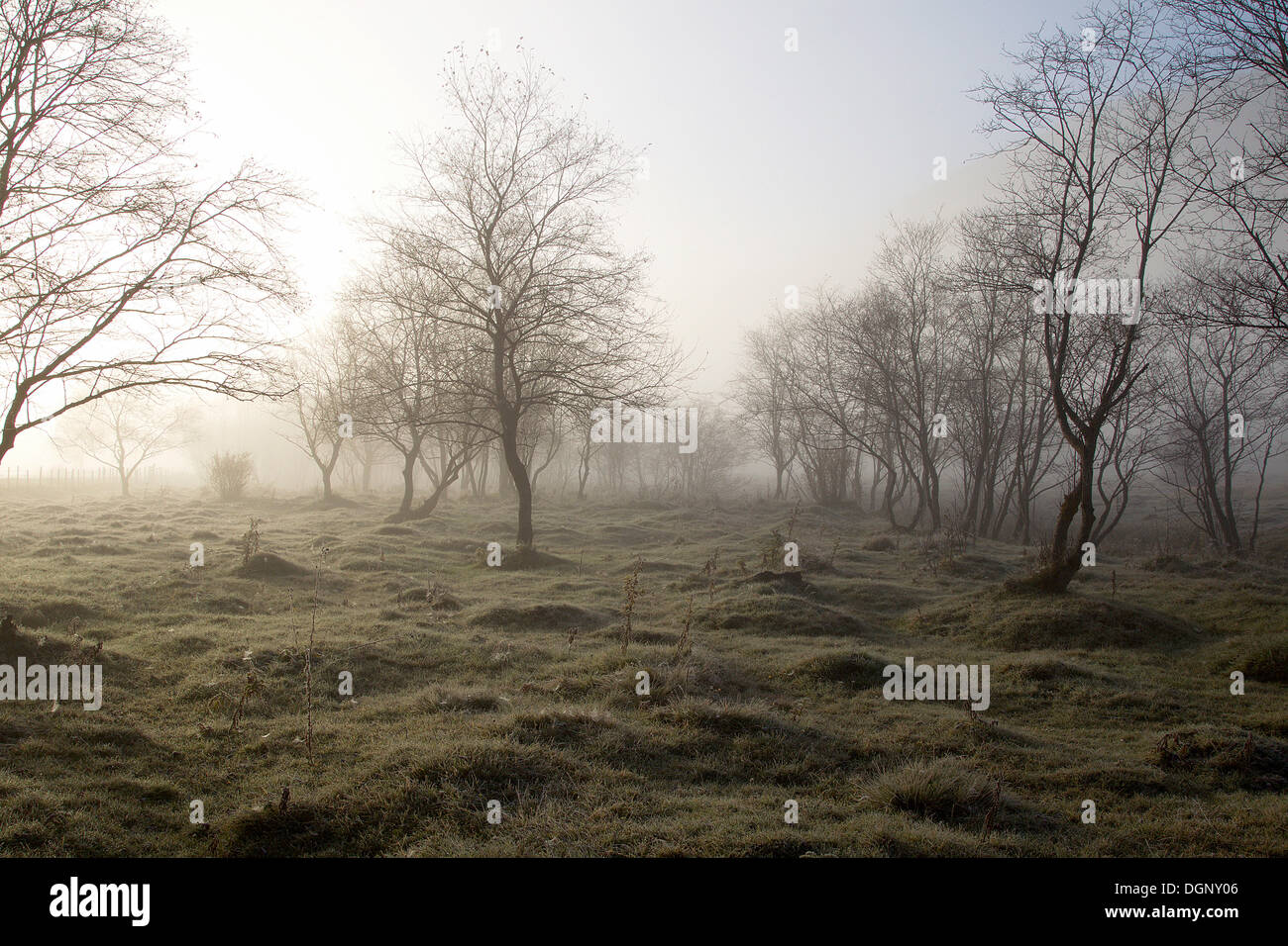 Foreste alluvionali nella nebbia, Carinzia, Austria Foto Stock