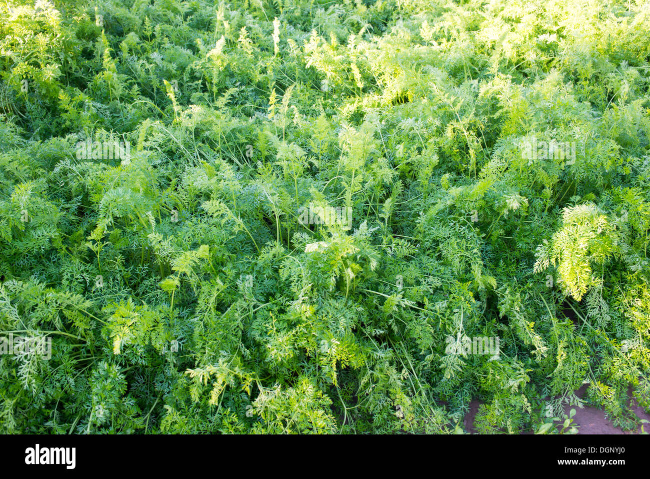 Carote piantine che crescono su un vegetale autunno Foto Stock