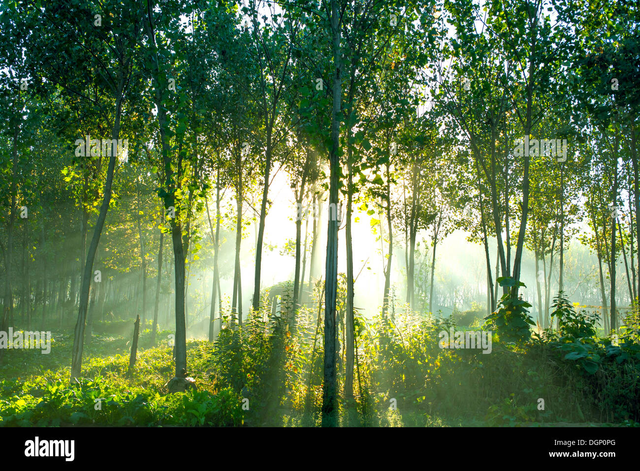 Tramonto nel parco con alberi giovani ed erba verde Foto Stock