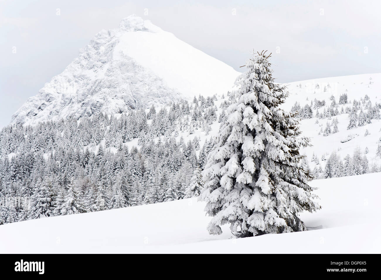 Snowscape con Mt. Ivigna o Ifinger, regione di Merano, Alto Adige, Italia, Europa Foto Stock