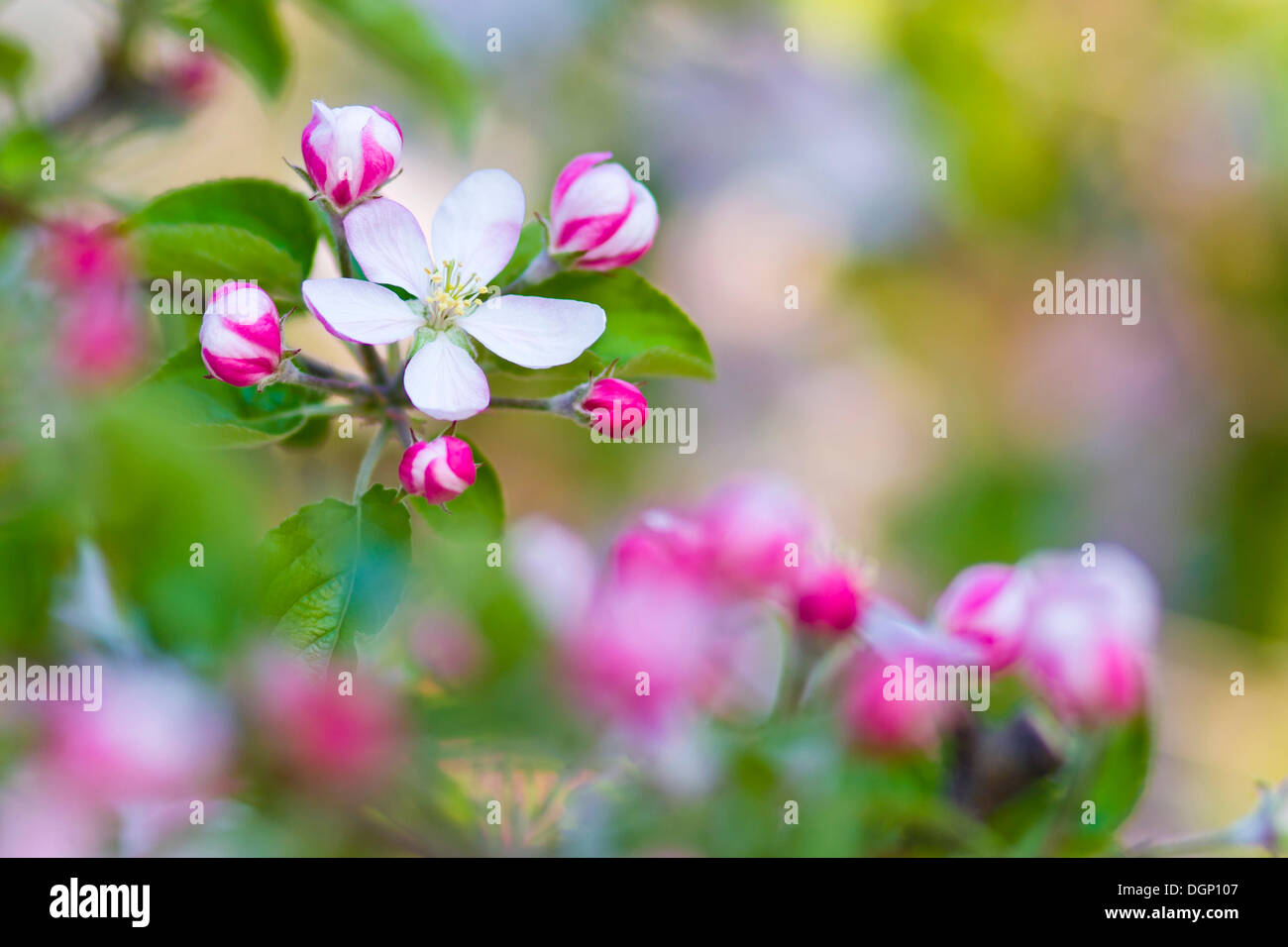 Apple blossoms, Alto Adige, Italia, Europa Foto Stock