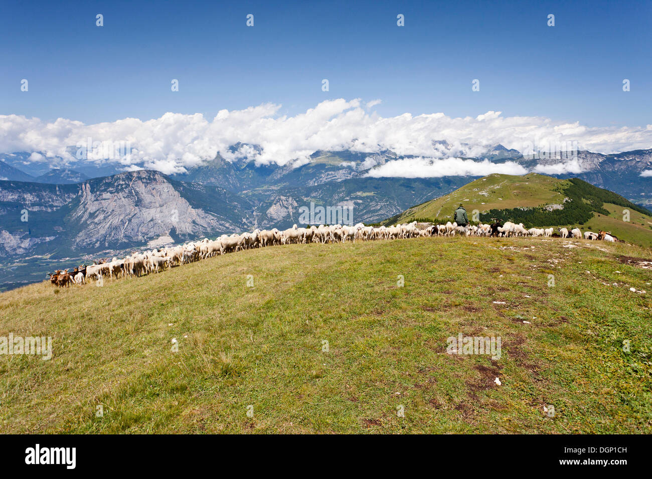 Gregge di pecore, vista sulla strada per la vetta del monte Corno, Trentino, Italia, Europa Foto Stock