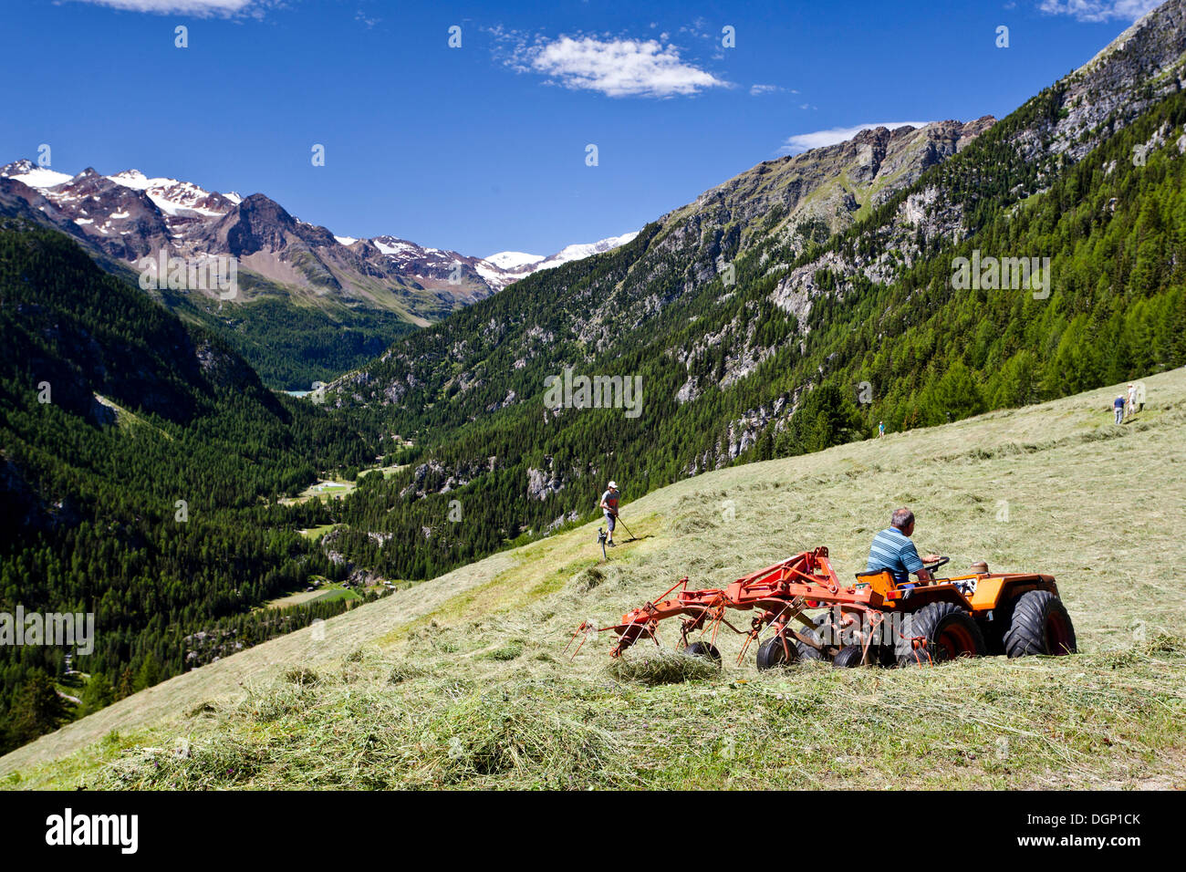 Gli agricoltori di montagna facendo il fieno, vicino Stallwies, Martelltal valley, Val Venosta, provincia di Bolzano, Italia, Europa Foto Stock