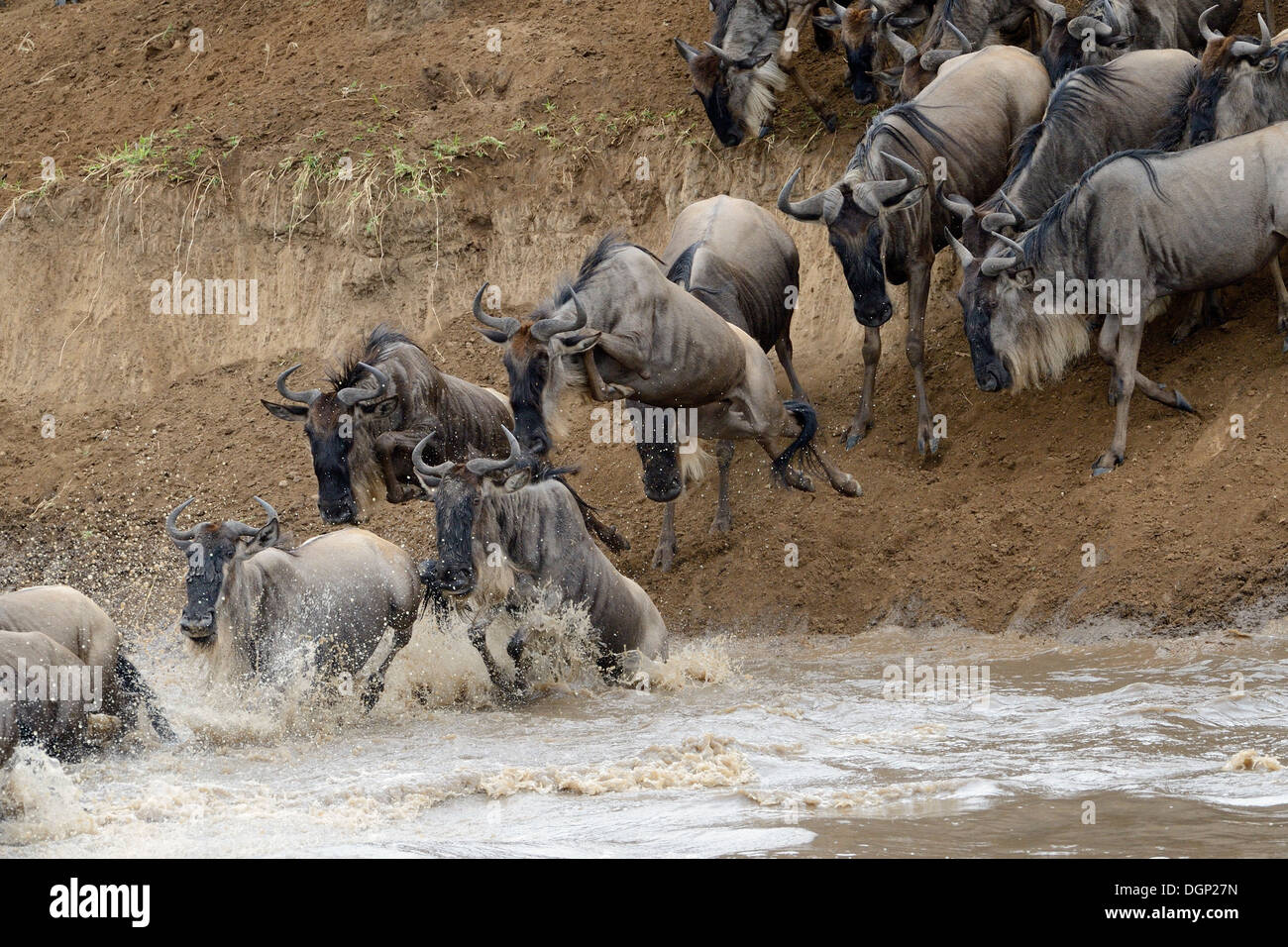 Gnu il salto nel fiume di Mara durante l attraversamento del fiume. Foto Stock