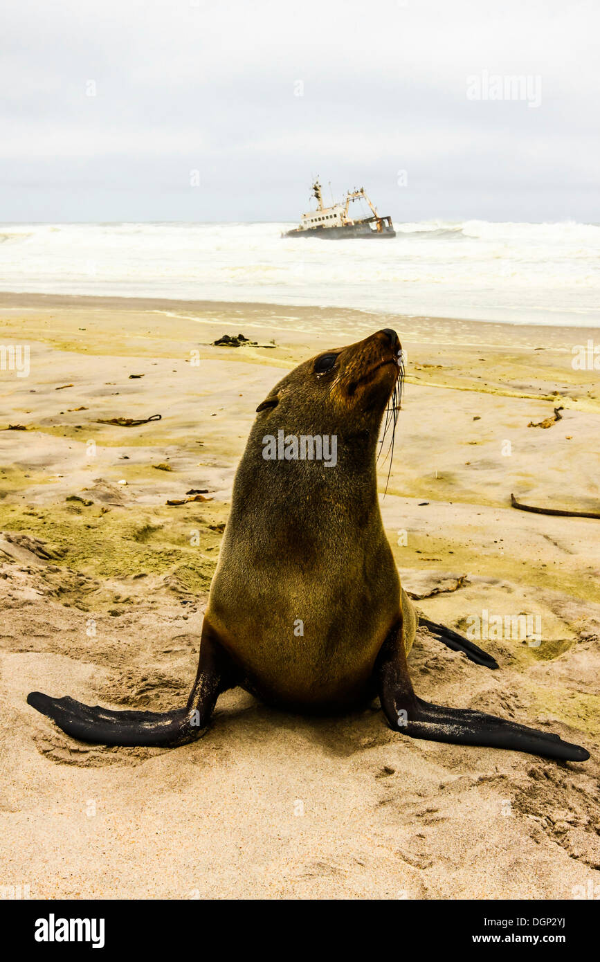 Eared guarnizione (Otariidae) seduti di fronte a un naufragio sulla costa della Namibia, Africa Foto Stock
