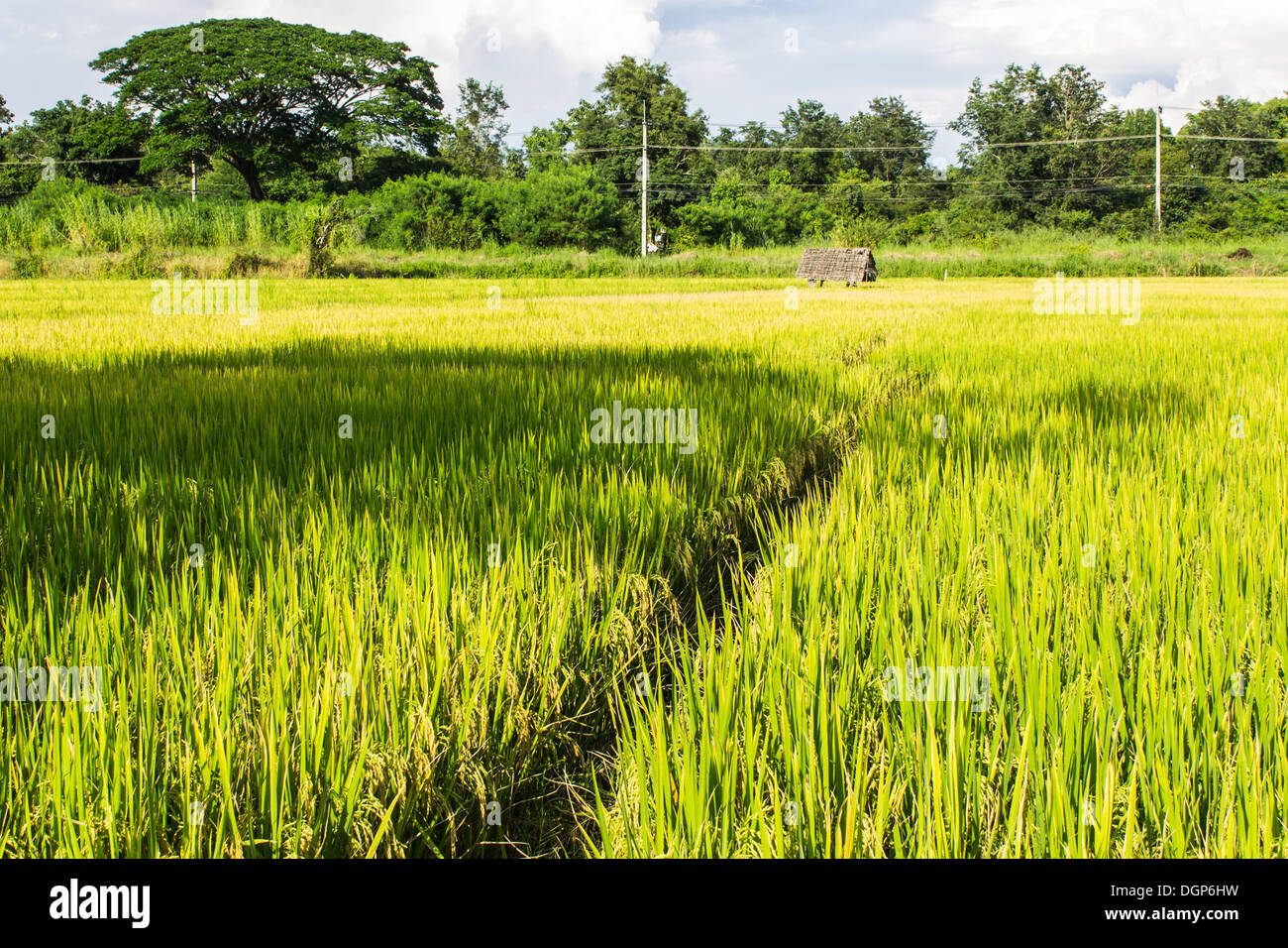 Verdi campi di riso nel nord della Tailandia Foto Stock