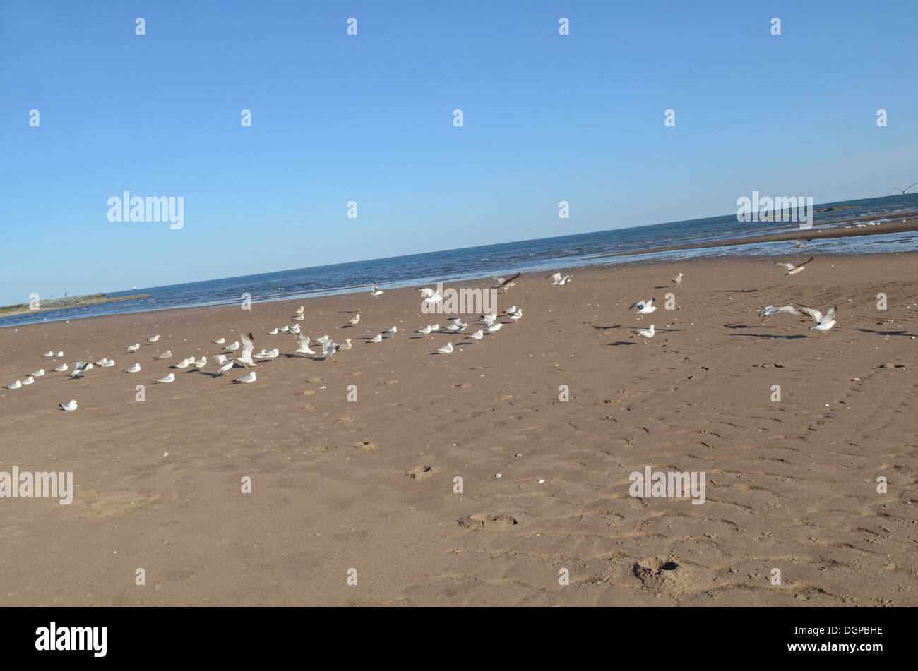 Gabbiani sulla spiaggia in West Haven, Connecticut Foto Stock