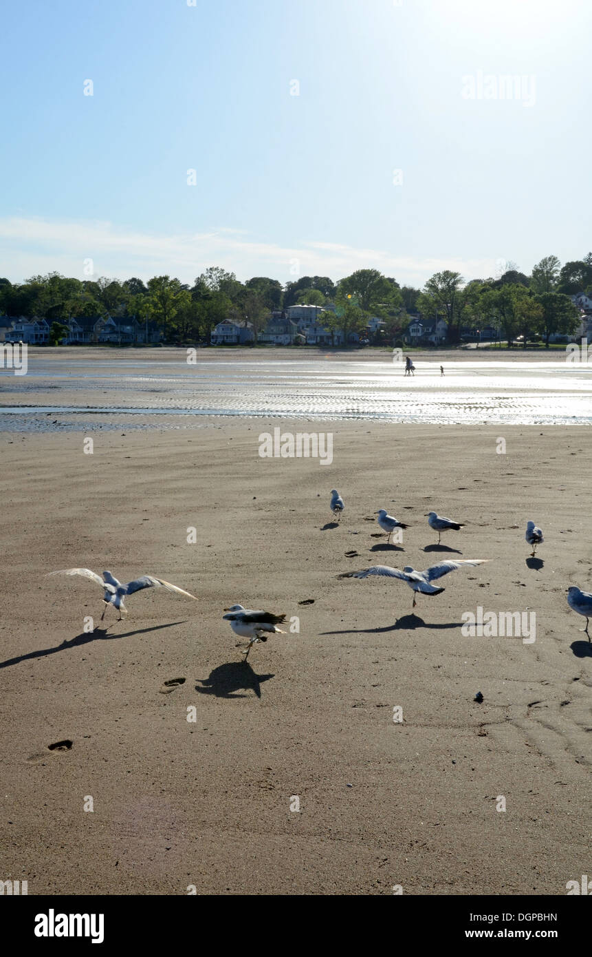 Gabbiani sulla spiaggia in West Haven, Connecticut Foto Stock