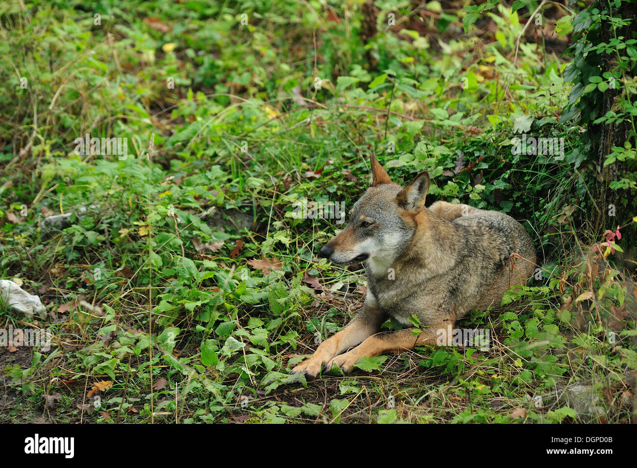 Italian Wolf Canis lupus italicus, Canidae, Parco Nazionale d'Abruzzo, Italia Foto Stock