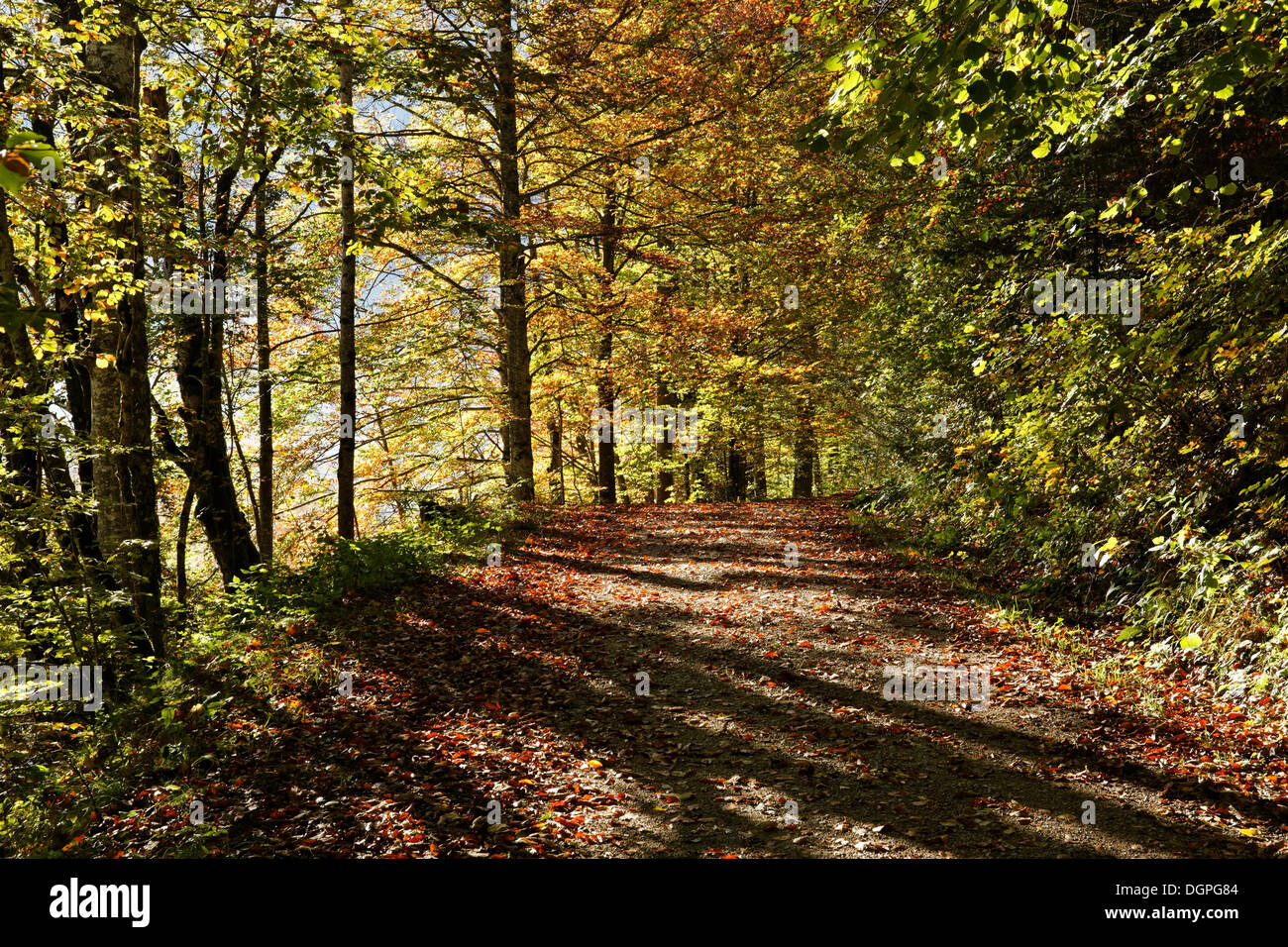 Percorso in una foresta di faggio sul lago Offensee in autunno, Ebensee, regione del Salzkammergut, Austria superiore, Austria, Europa Foto Stock