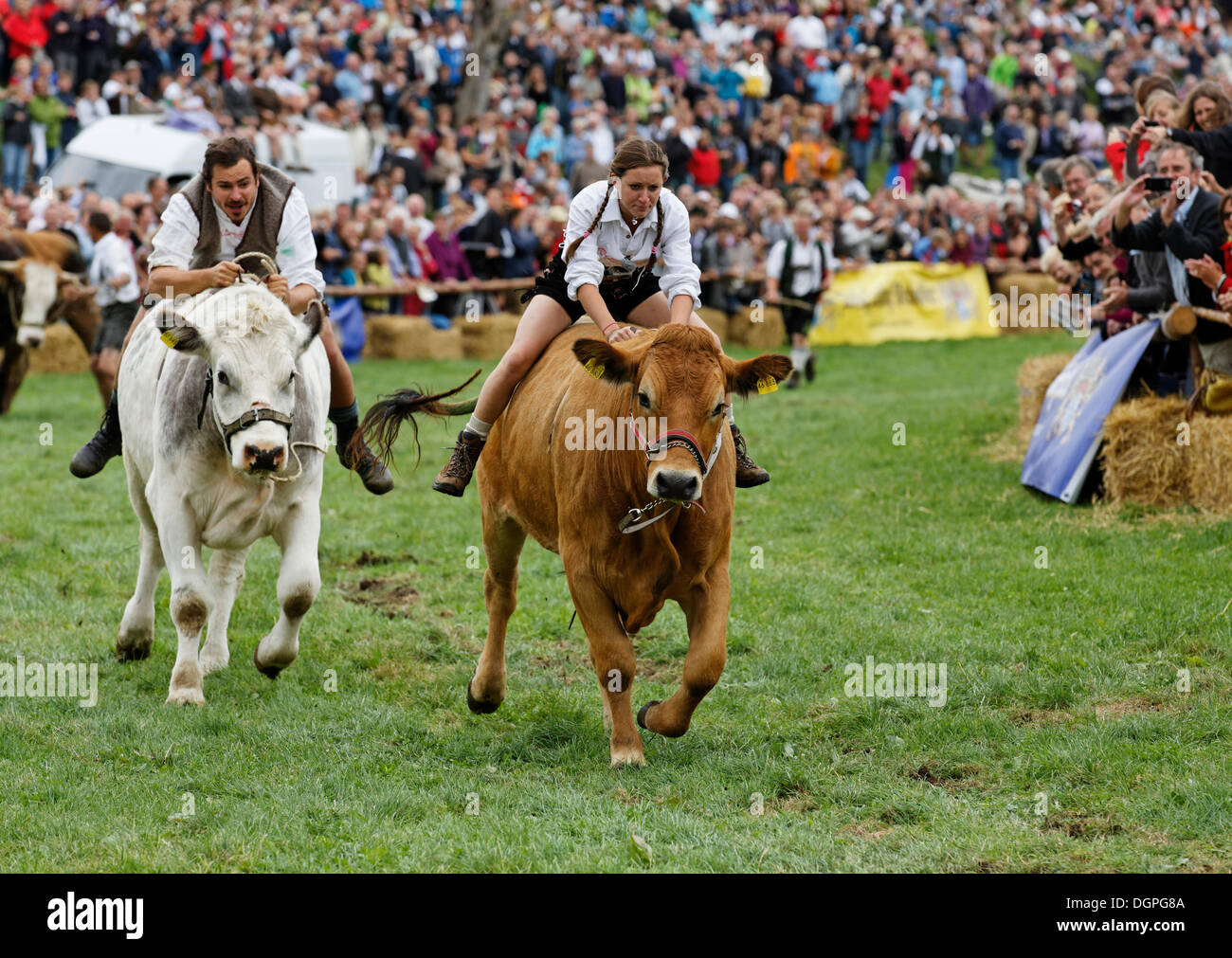 Ela Sappl sull'ox Sig. Charly Brown, Muensinger Ochsenrennen ox gara, Muensing, regione Fünfseenland, Alta Baviera, Baviera Foto Stock