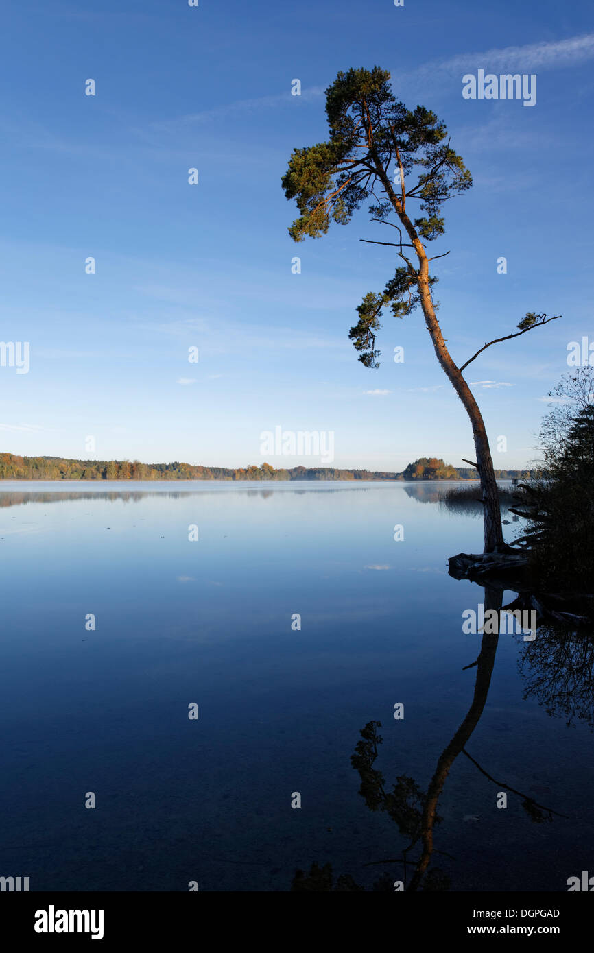 Di Pino silvestre (Pinus sylvestris) sul lago Grosser Ostersee, Osterseen laghi, Iffeldorf, regione Fuenfseenland, Alta Baviera, Baviera Foto Stock