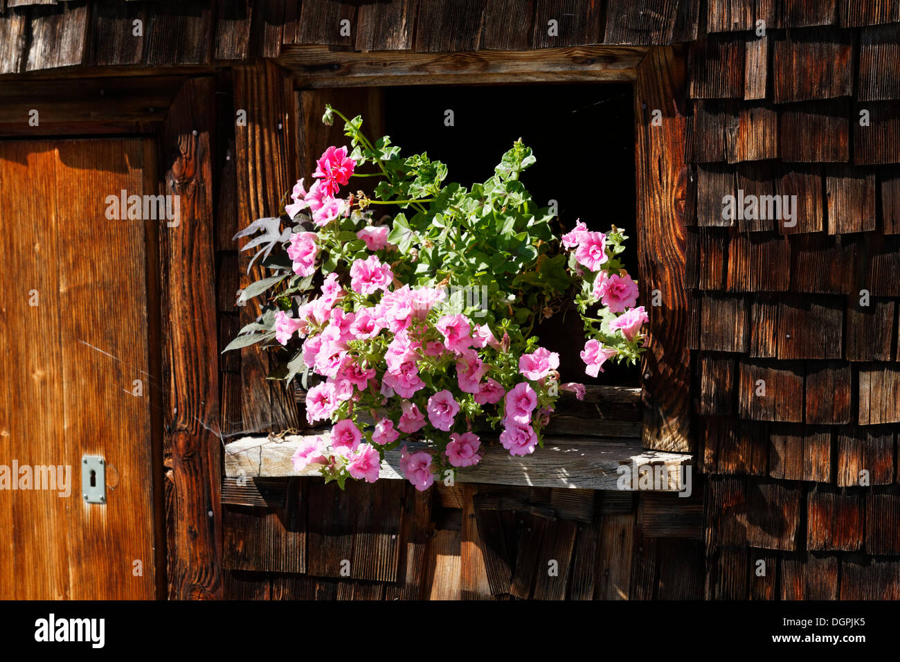 Nelle petunie nella finestra di una casa in legno, Schwarzenberg, Bregenzerwald, Bregenzer Wald, Vorarlberg, Austria Foto Stock