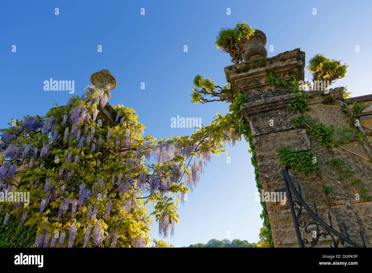 Il Glicine in fiore nei giardini di Mirabell, Salisburgo, Stato di Salisburgo, Austria Foto Stock