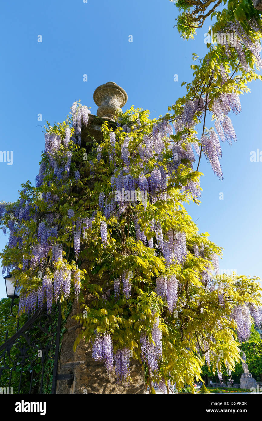 Il Glicine in fiore nei giardini di Mirabell, Salisburgo, Stato di Salisburgo, Austria Foto Stock