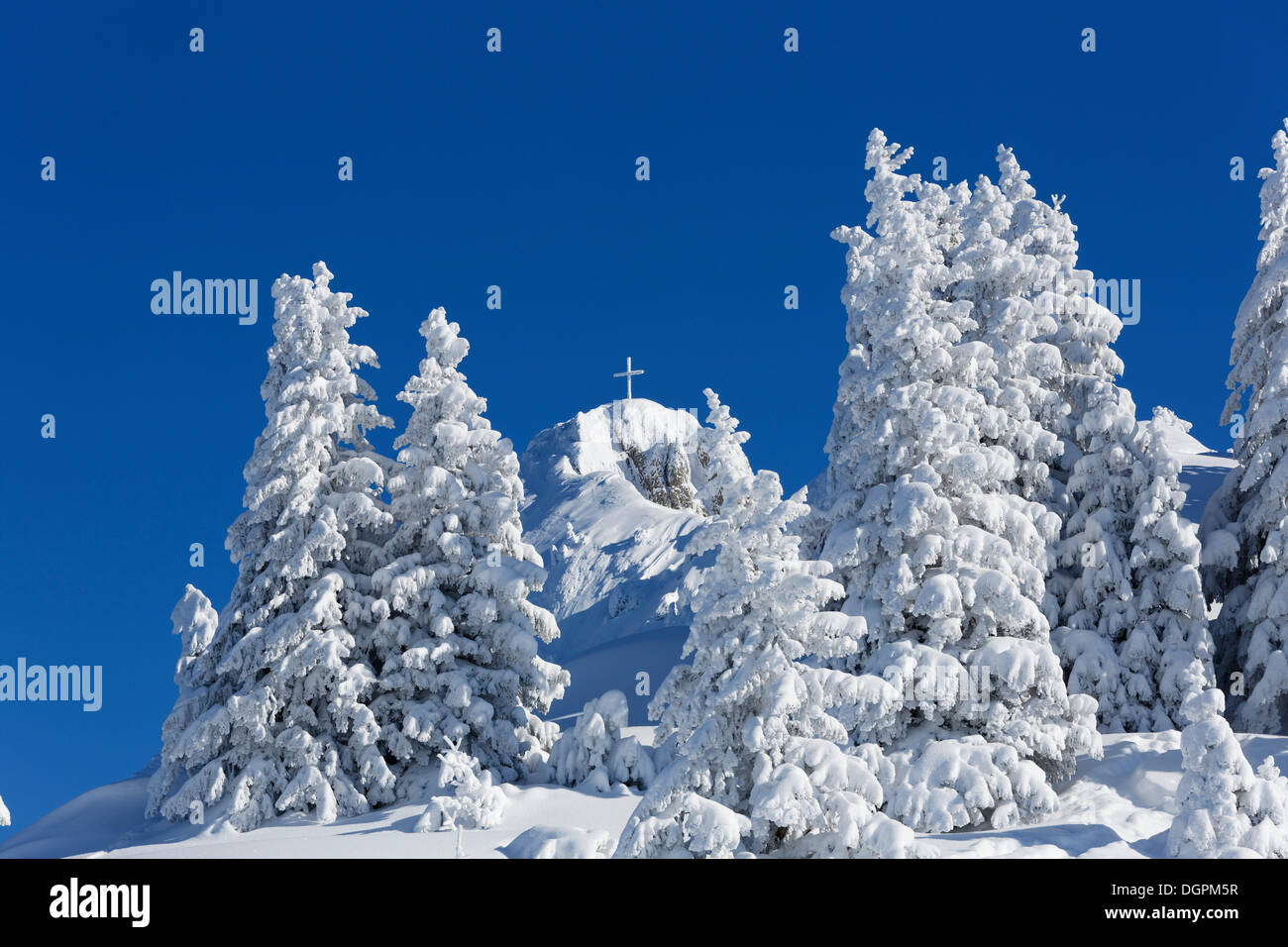 Coperte di neve abete (picea) alberi, Tegelberg, Ammergauer Alpen, Schwangau, Ostallgäu, Algovia, Schwabia, Baviera, Germania Foto Stock