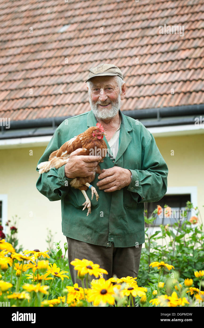 L'agricoltore che detiene un pollo Foto Stock