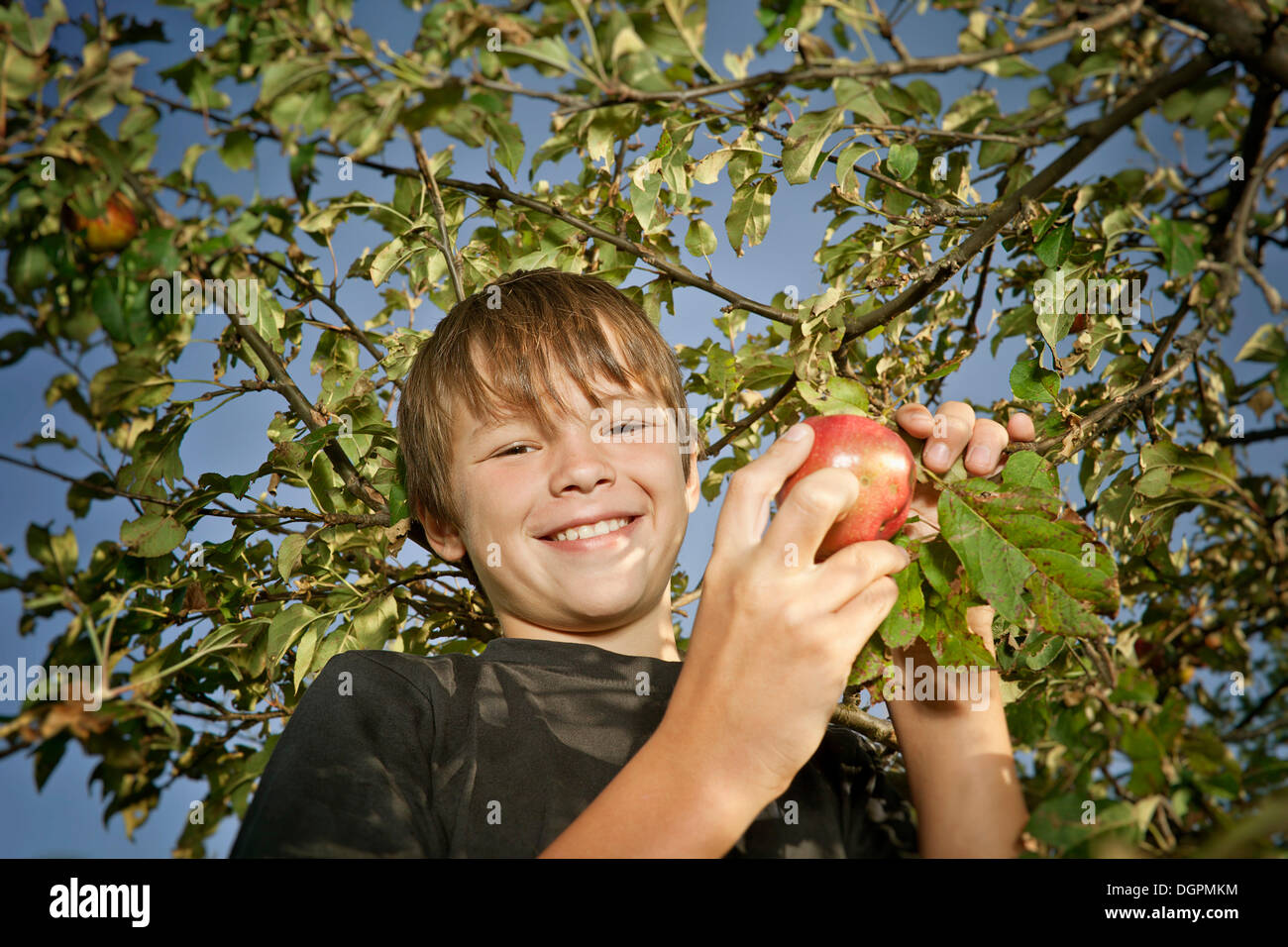 Ragazzo la raccolta di mele Foto Stock