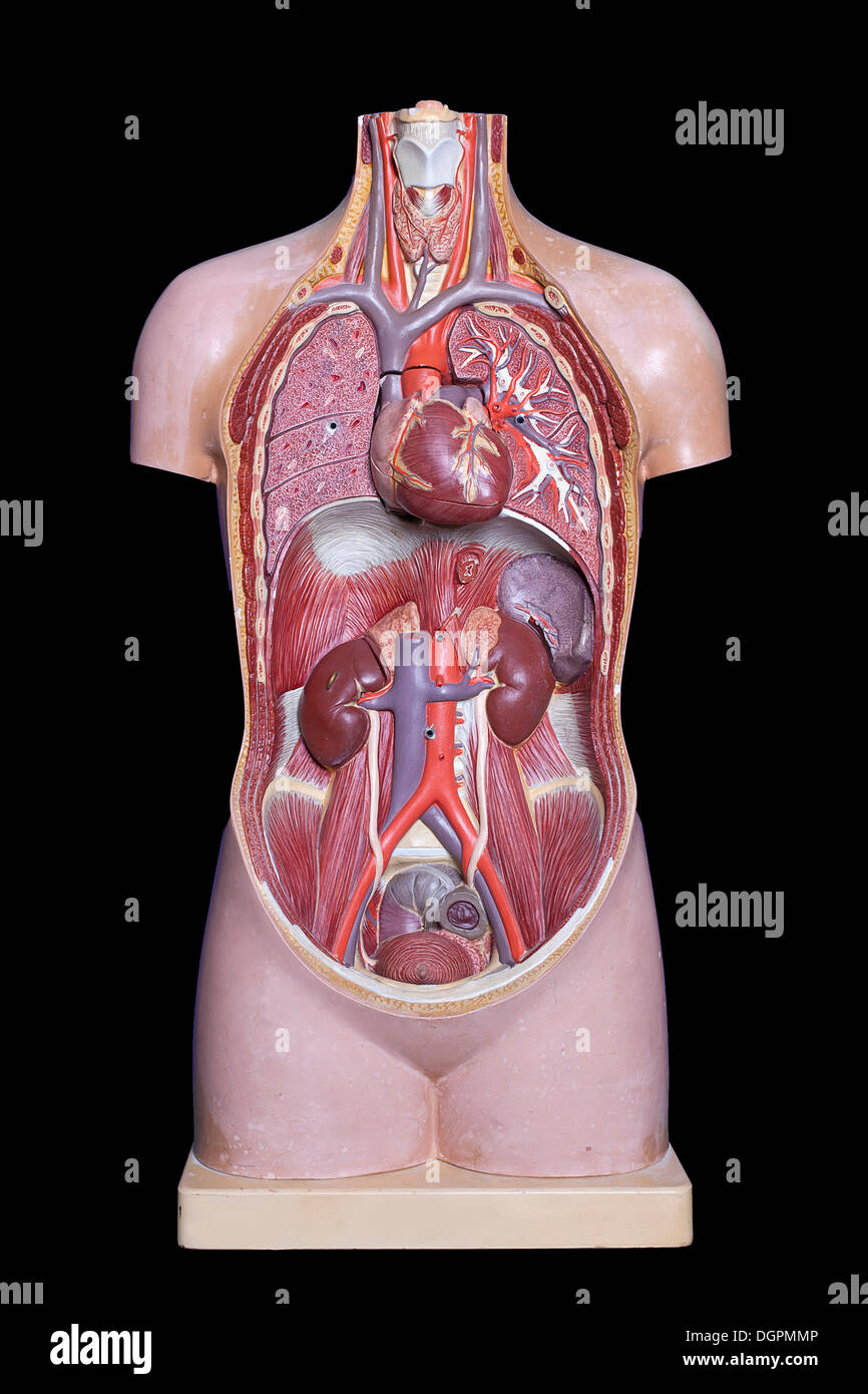 Torso umano, modello anatomico Foto stock - Alamy