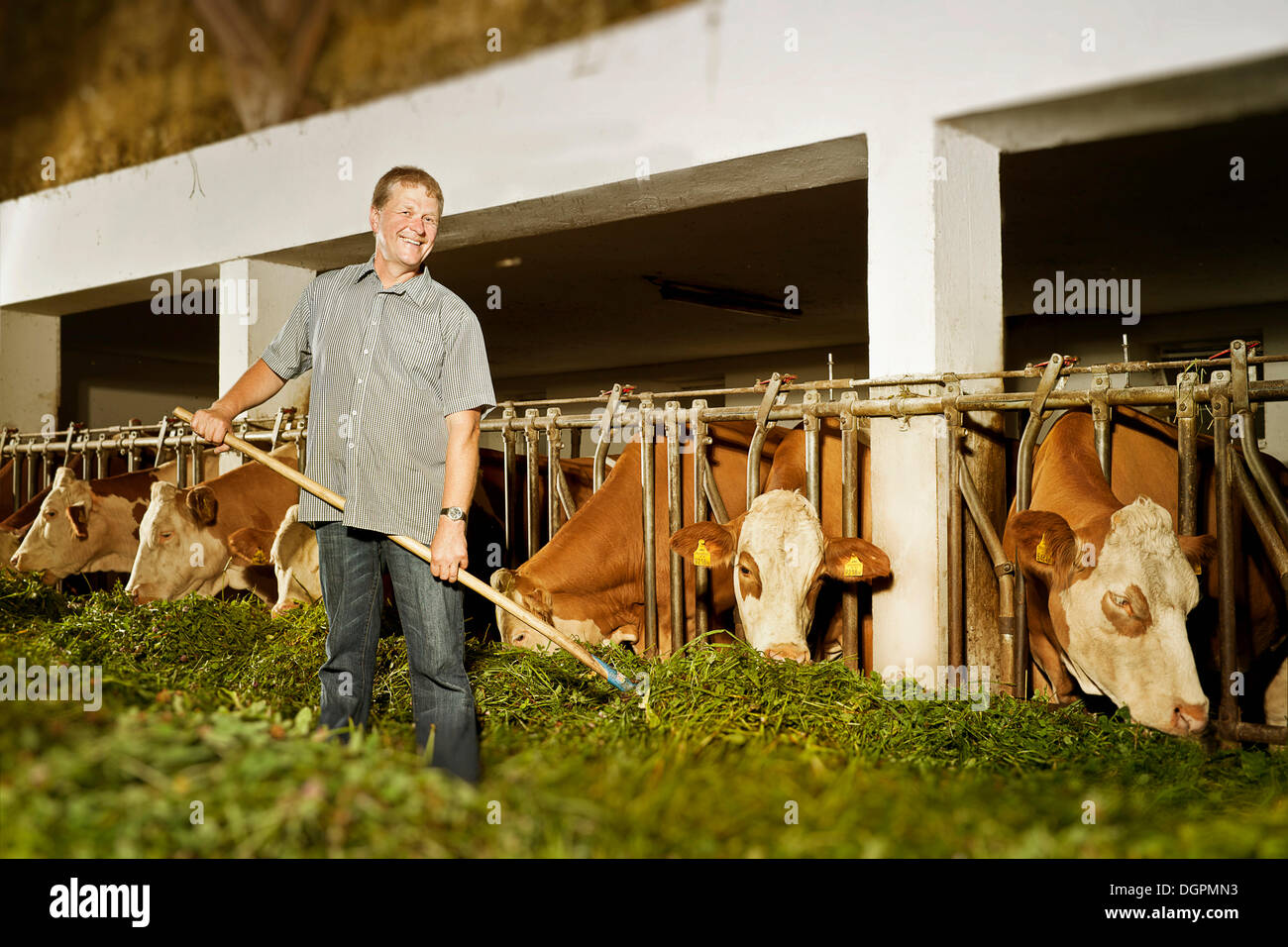 Agricoltore alimentando il suo bestiame Foto Stock