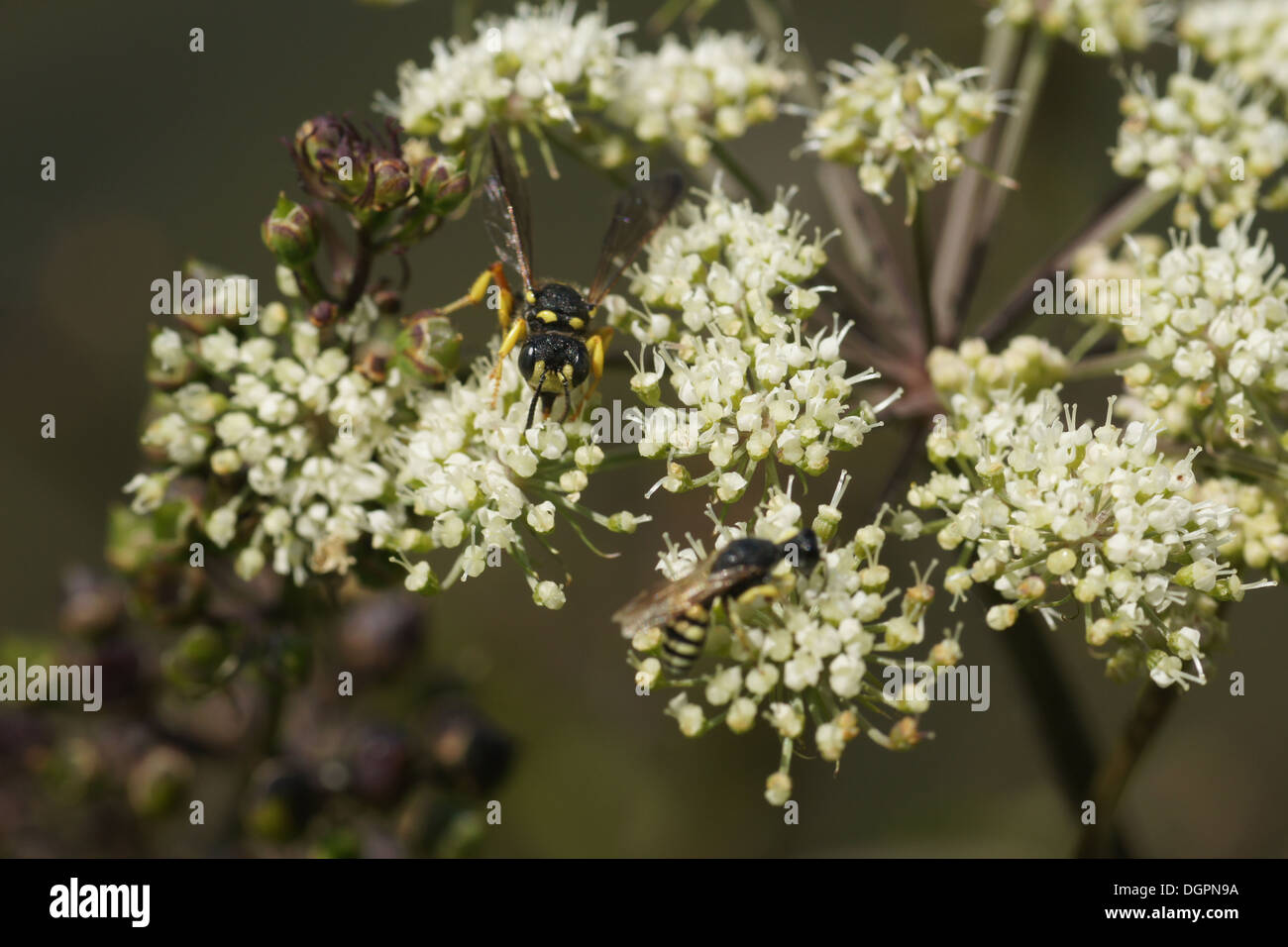 Cicuta Foto Stock