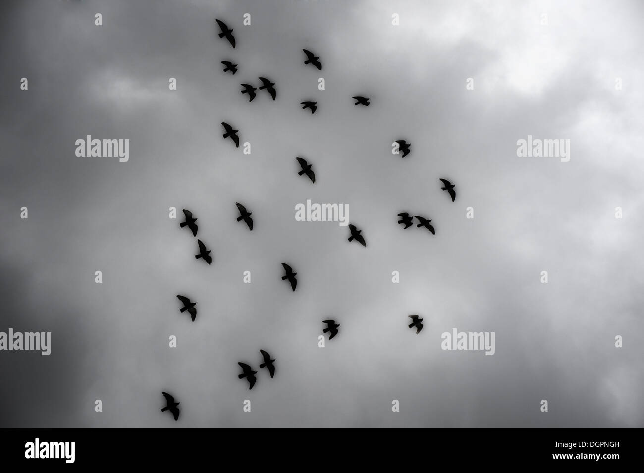 Nero scuro gli uccelli in volo tempestoso cielo molto nuvoloso Foto Stock
