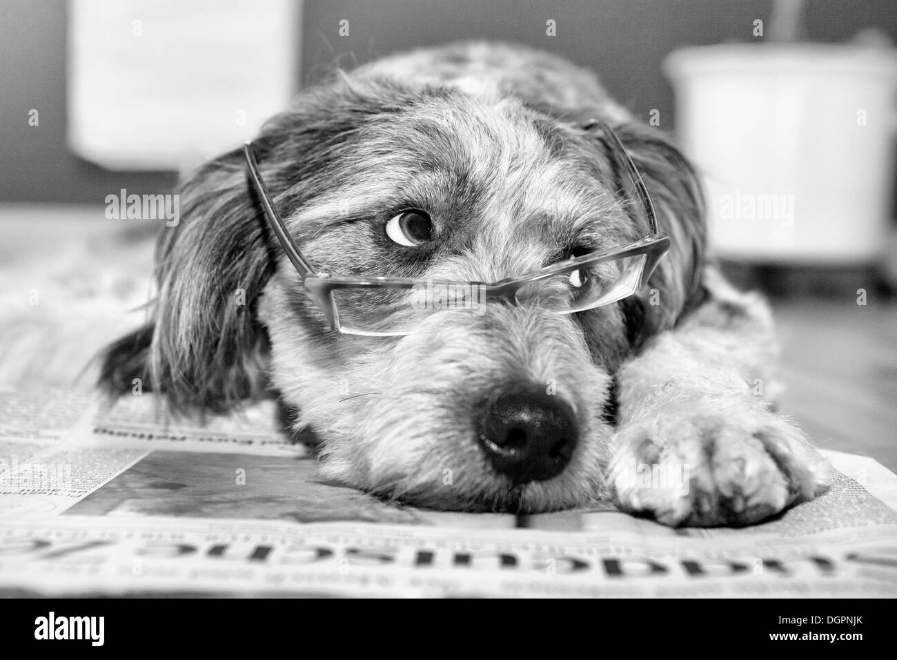 Cane giacente su un giornale con gli occhiali Foto Stock