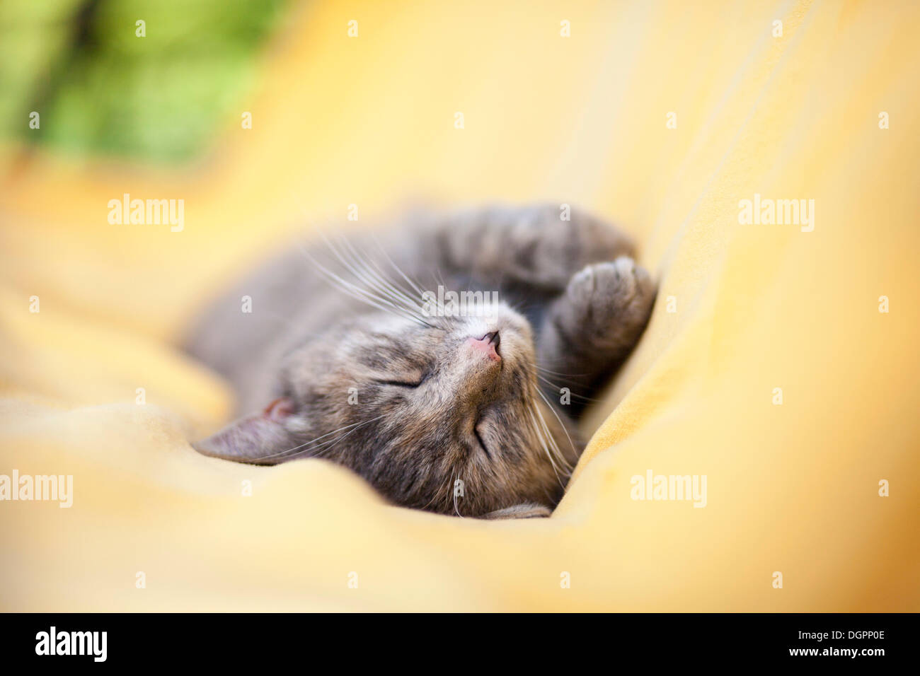 Gatto dorme su una coperta di giallo Foto Stock